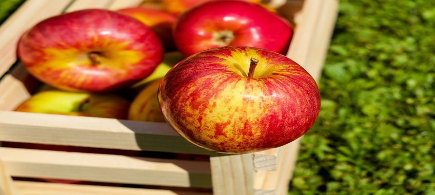 صادرات سیب ایران به هند متوقف شد